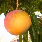 Organic Mango From Haiti