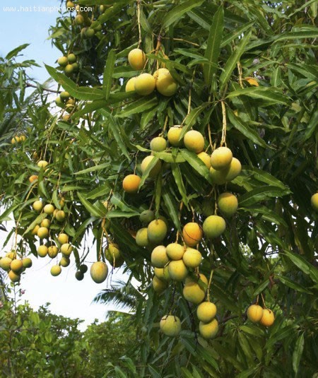 Mango Exportation In Haiti