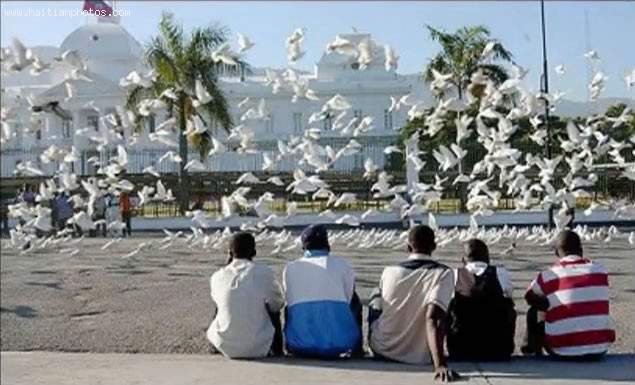 Haiti National Palace, Bird Watching