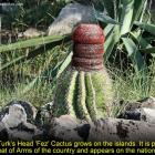 Turks And Caicos Islands Head Fez Cactus