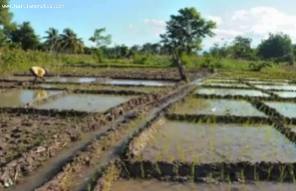 Local Rice Production In Haiti