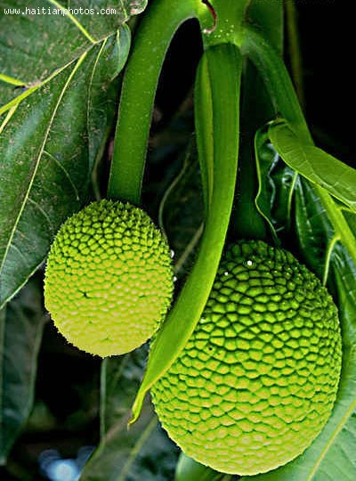Picture Of Breadfruit