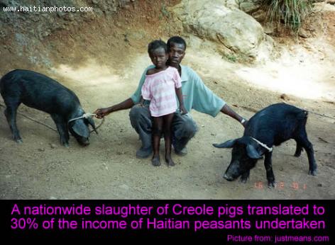 The Haitian Creole Pig
