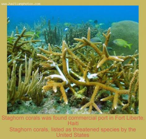 Staghorn corals found near Fort Liberte