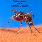 Chikungunya spreading across the Caribbean and Haiti