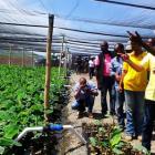 Michel Martelly and organic banana in Trou-du-Nord