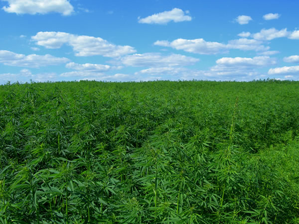Three marijuana fields found near Belle-Anse Jacmel, village Bois-Kodenn