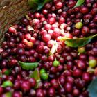 Coffee Growers in Haiti and Climate Change