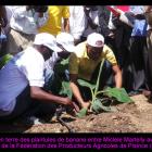 Michel Martelly Planting Banabas in Trou-du-Nord