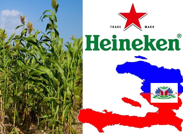 Heineken committed to buying locally sourced sorghum in Haiti
