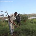 Haitian Farm Planting - Agriculture