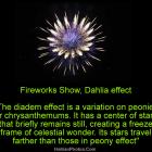 Fireworks Show, Dahlia effect