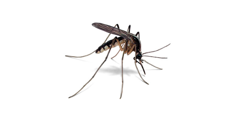 Mosquito Taxonomy and evolution
