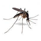 Mosquito Taxonomy and evolution