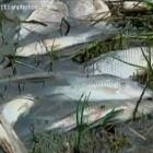 Dead Fish In Lake Azuei