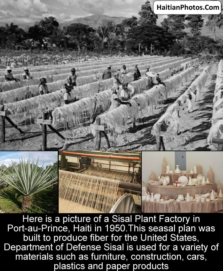The production of Sisal in Haiti