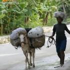 Transportation In Haiti Using Donkey