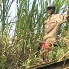 Haitians Working Cutting Sugar Cane In Batey - Dominican Republic